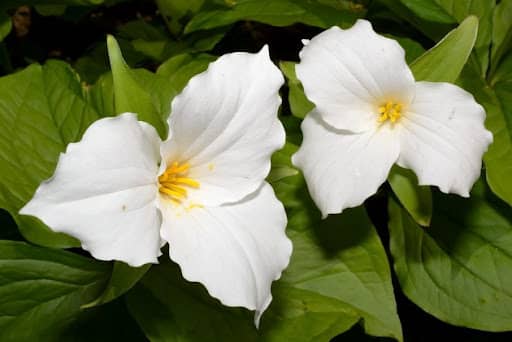 Trillium grandiflorum