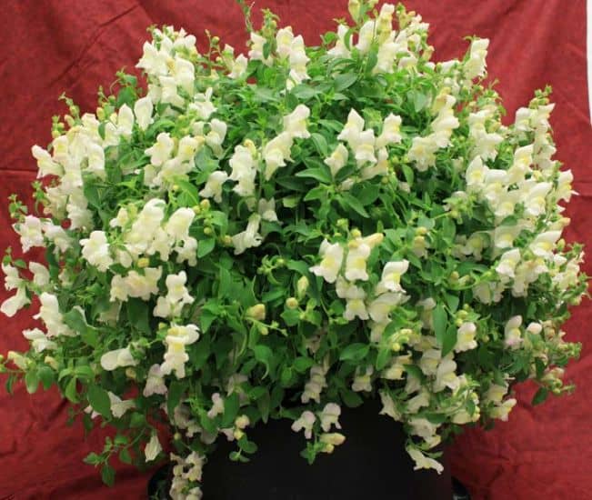 Antirrhinum Candy Showers