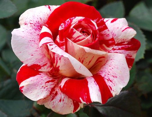 Богатство цветовой окраски роз