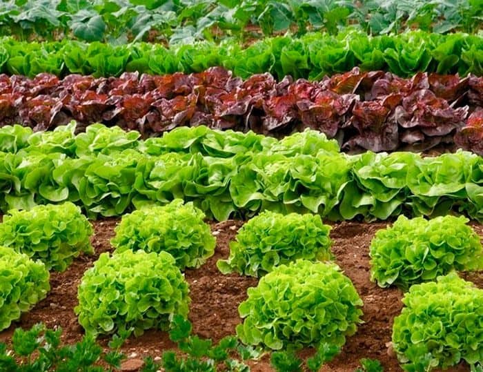 Технология выращивания салата