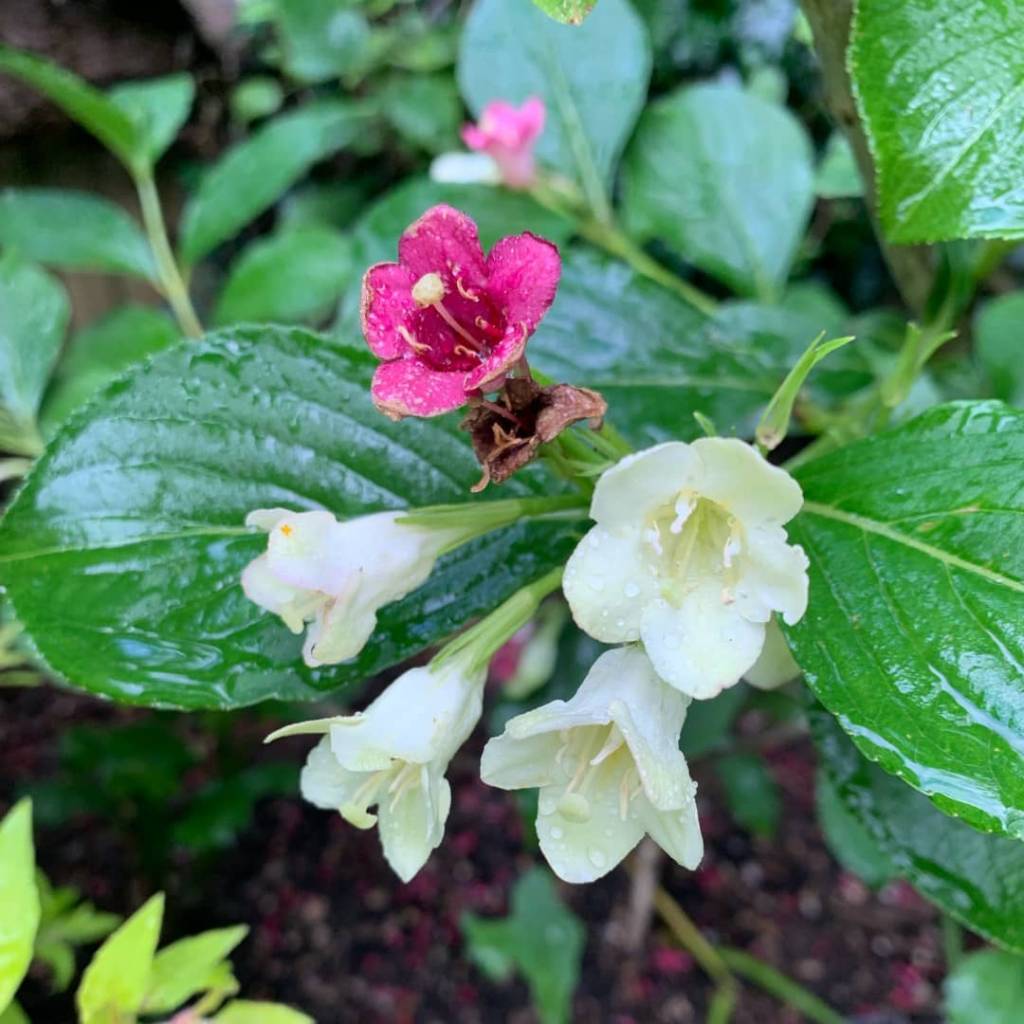 Weigela florida Versicolor