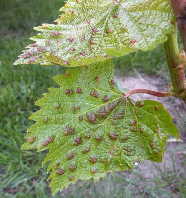 Галлы на поверхности виноградного листа