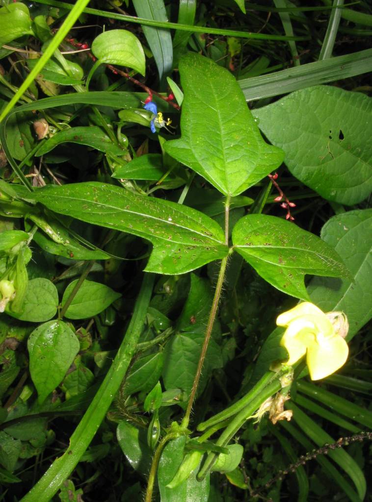 Vigna angularis var nipponensis