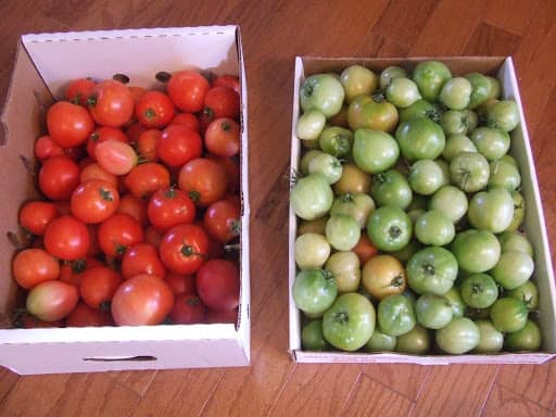 Дозревание томатов в домашних условиях