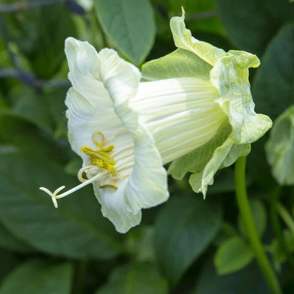 Cobaea scandens alba