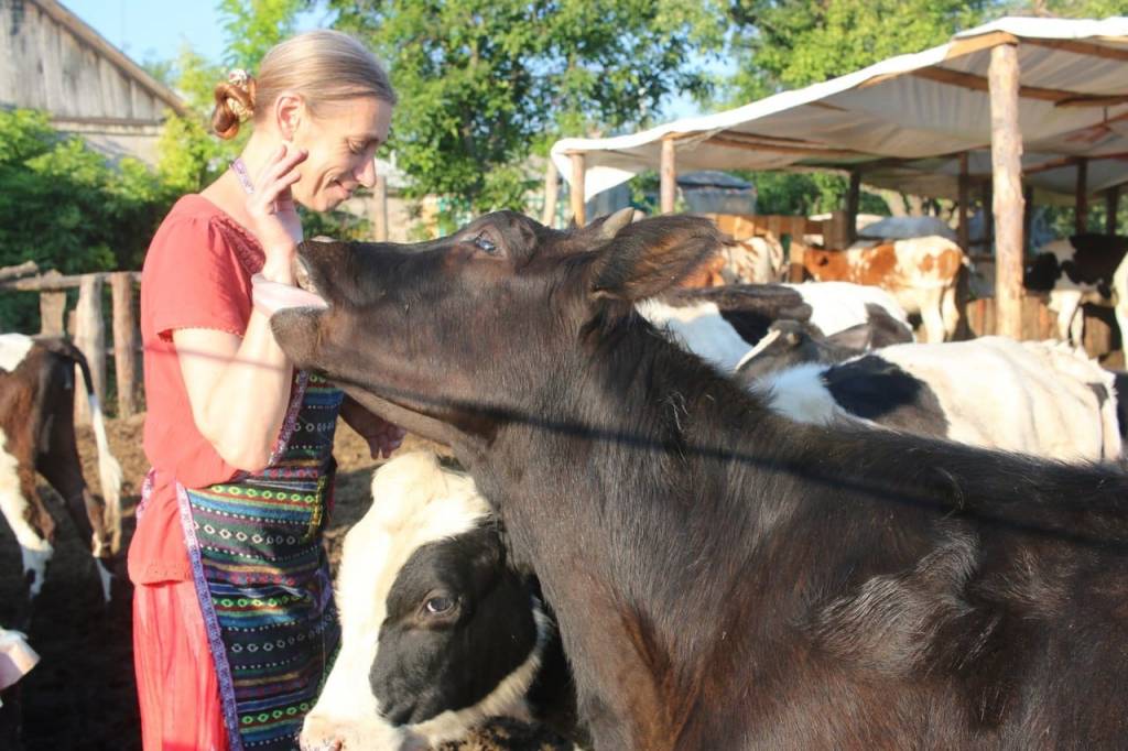 Спілкування з коровами на фермі "Гопал"