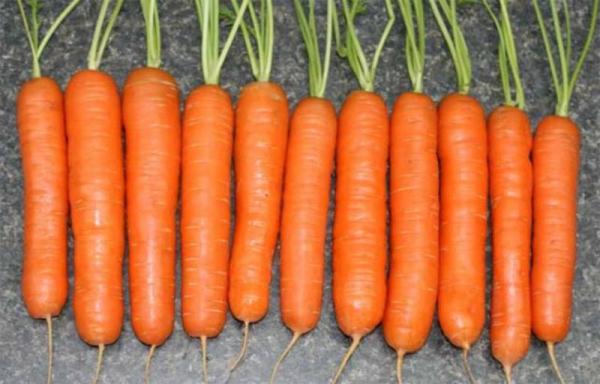 Сорт моркови Нантская.jpg