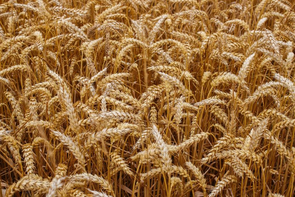 Експорт українських зернових у липні-грудні 2020 року зменшився