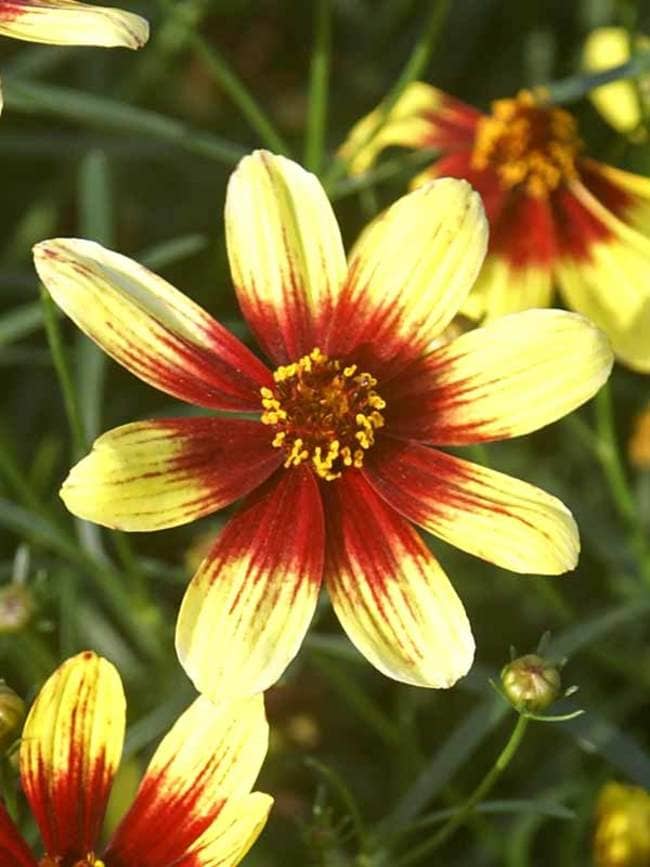 Coreopsis Bengal Tiger