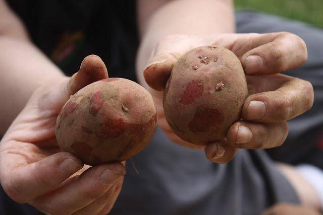 Подготовка клубней картофеля к посадке