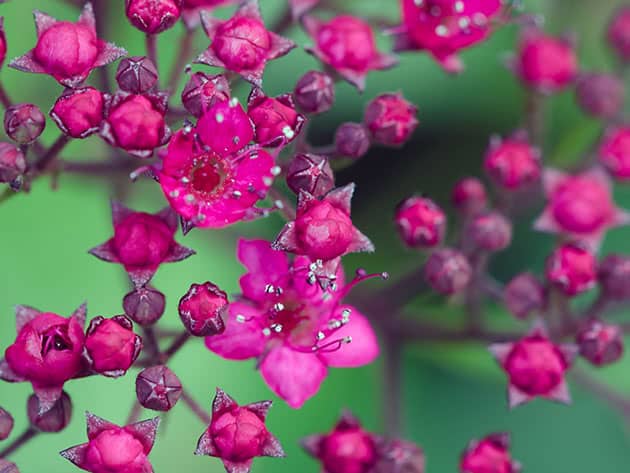 Цветок спиреи японской