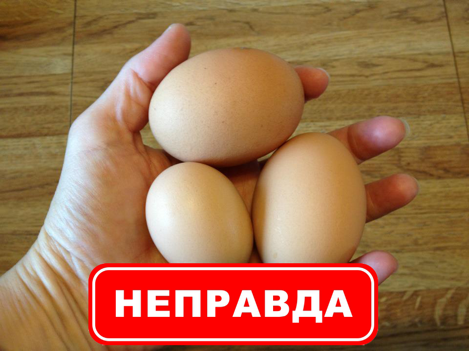 Мифы о вреде яиц.jpg