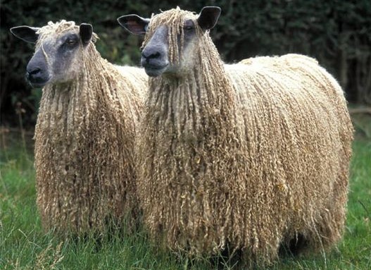 Лінкольнські вівці