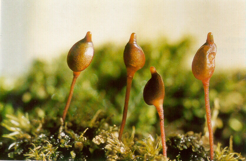 Мох Буксбаумия безлистная (Buxbaumia aphylla)