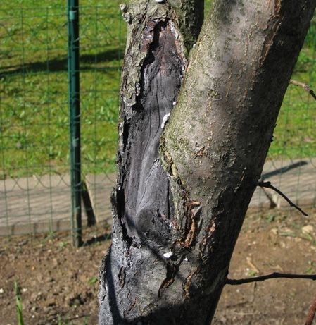 Чорний рак плодових дерев