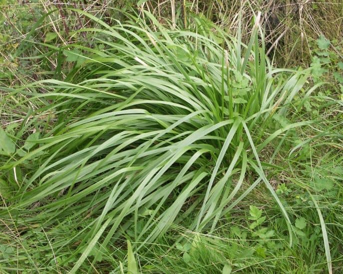 Festuca arundinacea