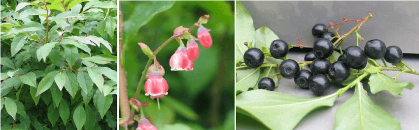 Vaccinium arctostaphylos