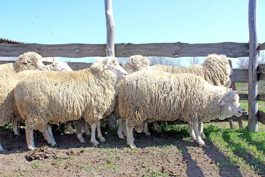 Дагестанські вівці