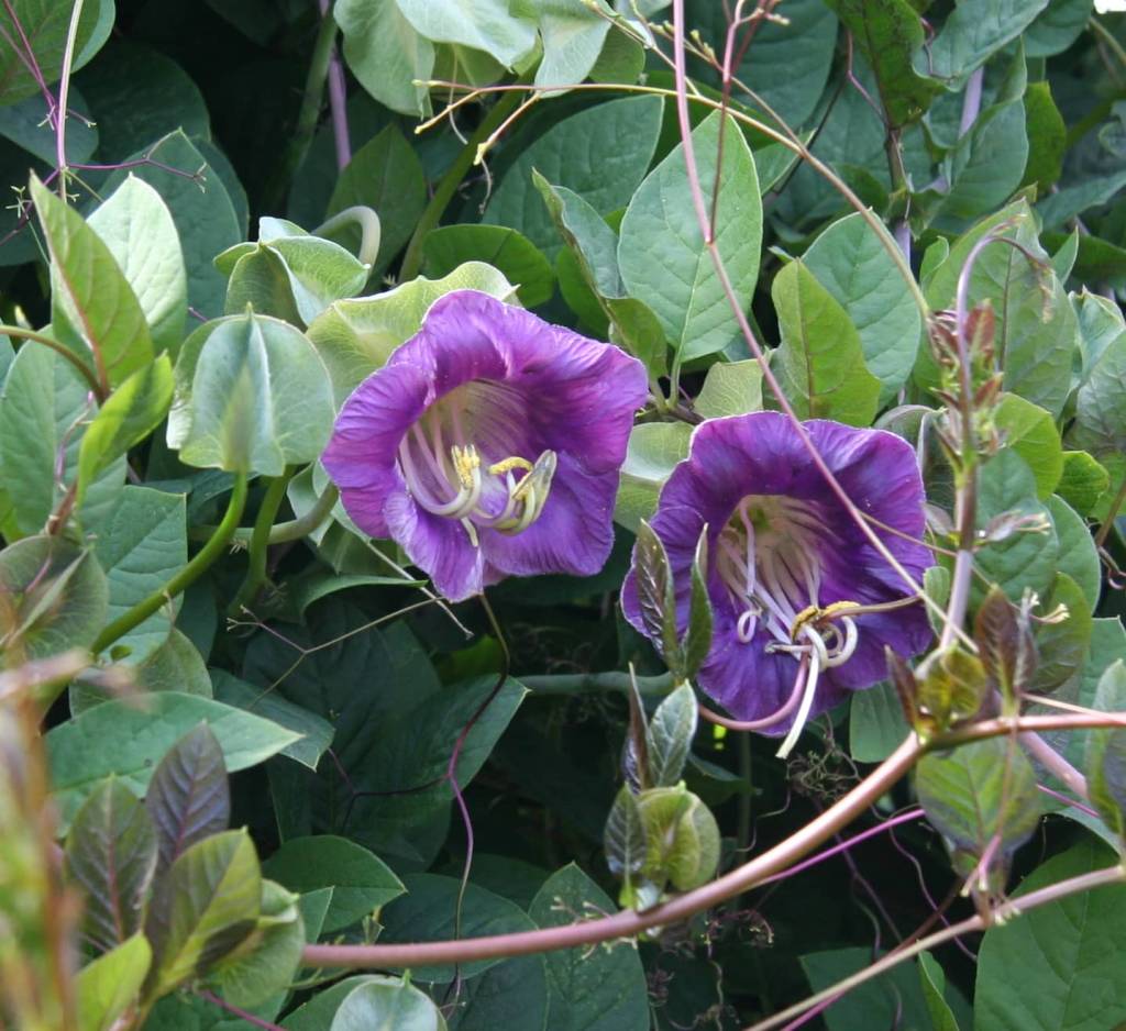 Cobaea scandens «Cup and Saucer Vine»