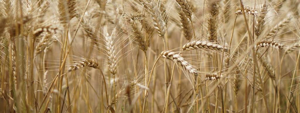 В Україні триває збирання ранніх зернових культур