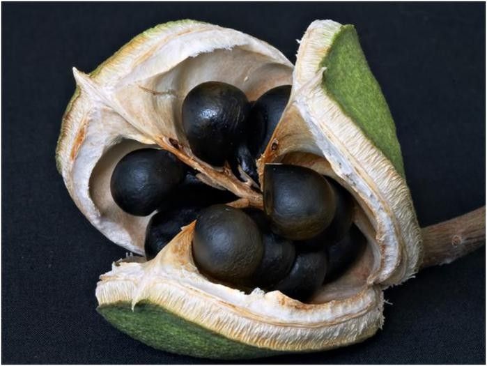 Ксантоцерас, плод с семенами