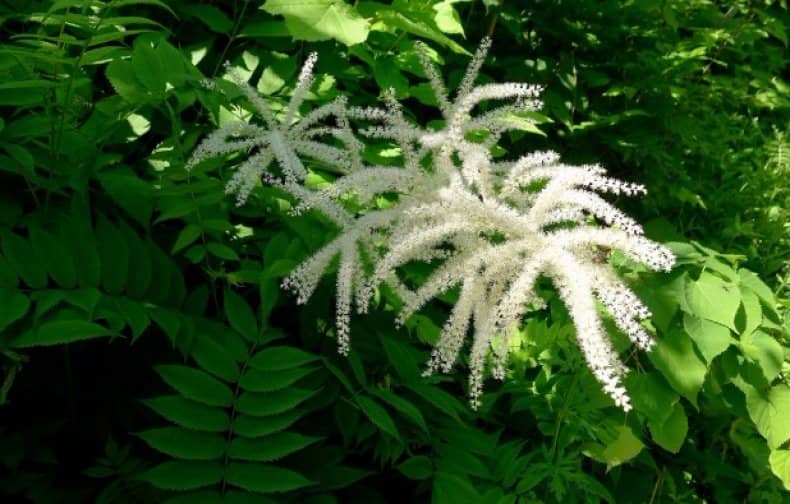 Aruncus americanus