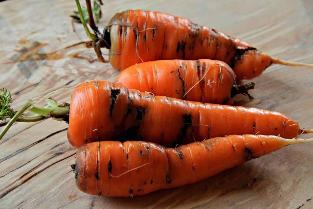 Поврежденная личинками морковь