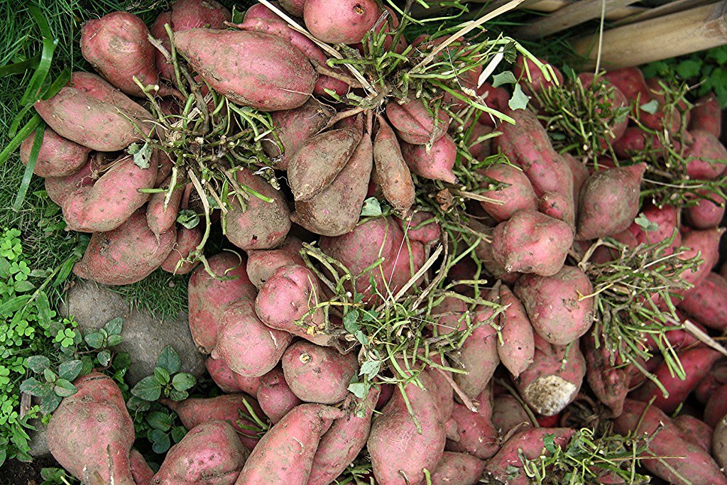 Ipomoea batatas. Корнеплоды