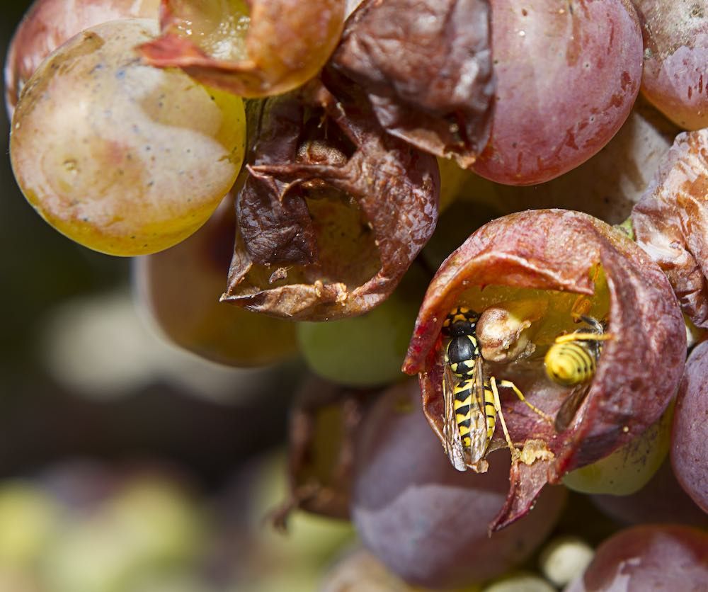 Как защитить виноградник от ос
