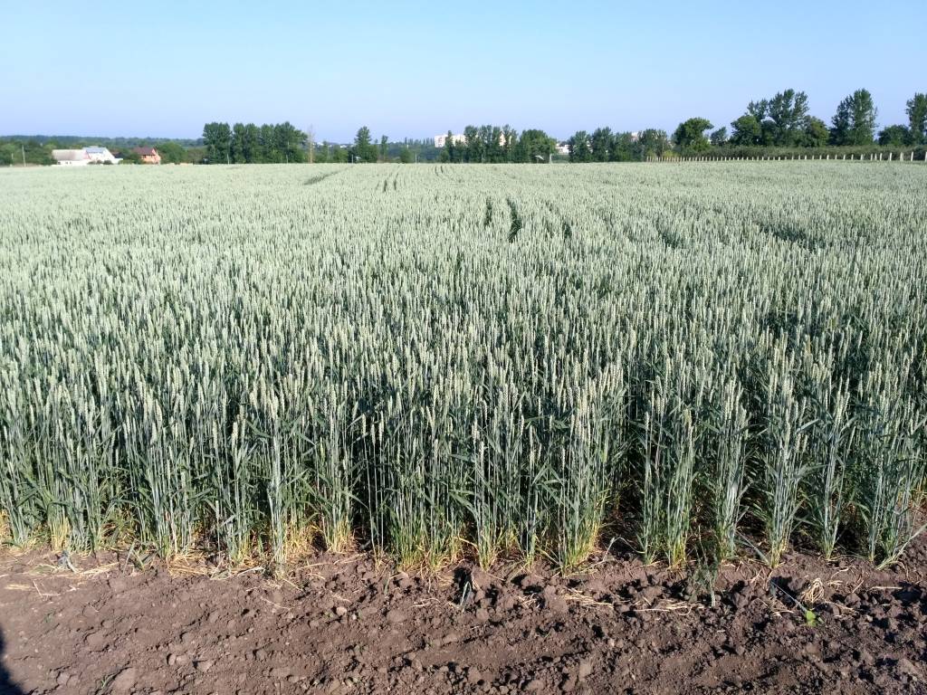 Посіви органічної пшениці в дослідному господарстві СНАУ.