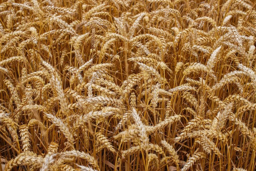 Зернові залишаються однією з основних товарних груп українського агропродовольчого експорту