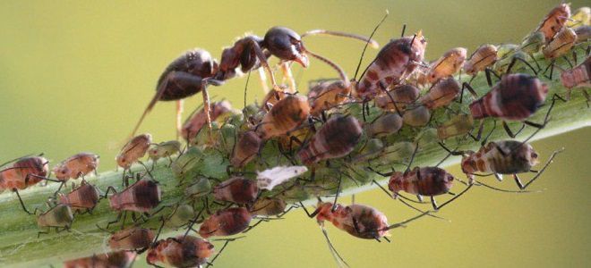 Борьба с муравьями народными средствами