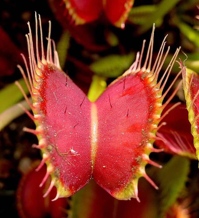Dionaea muscipula. Растение-хищник
