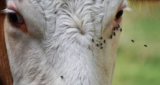 Как лечить бельмо на глазу у коровы, конъюнктивит КРС