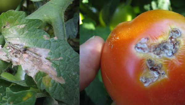 Сліди ушкодження плоду томатною міллю