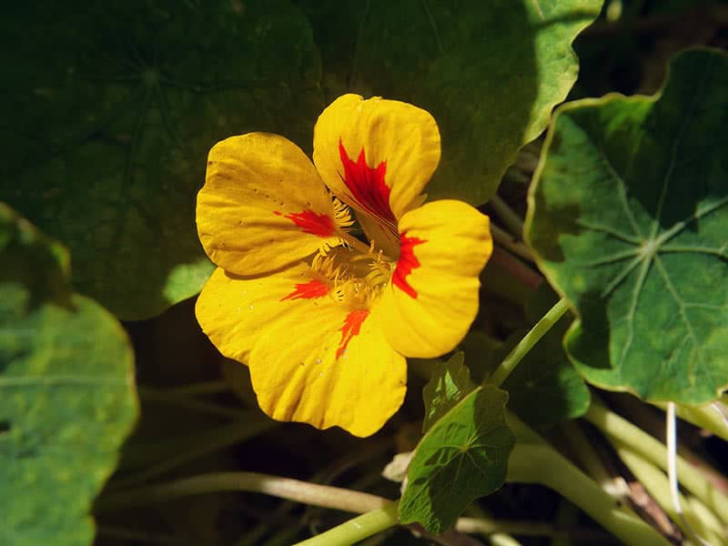 Tropaeolum х cultorum