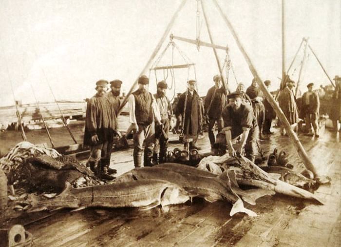 Азовские рыбаки