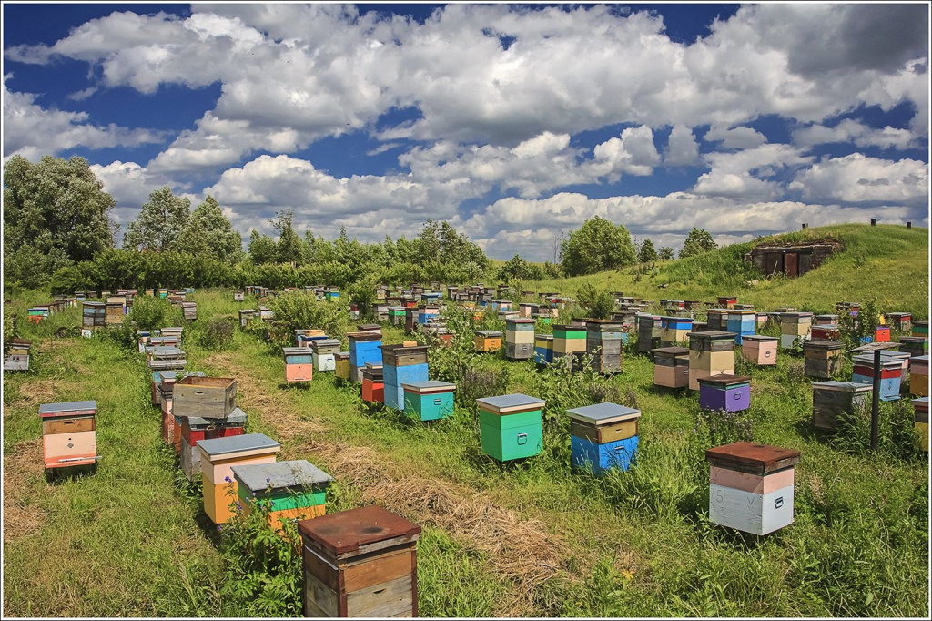 Итальянская порода пчёл: характеристика и особенности содержания