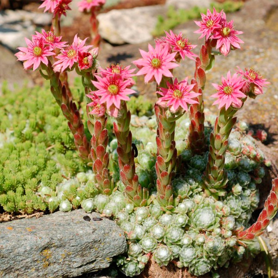 Молодило Sempervivum arachnoideum