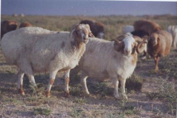 Караманські вівці