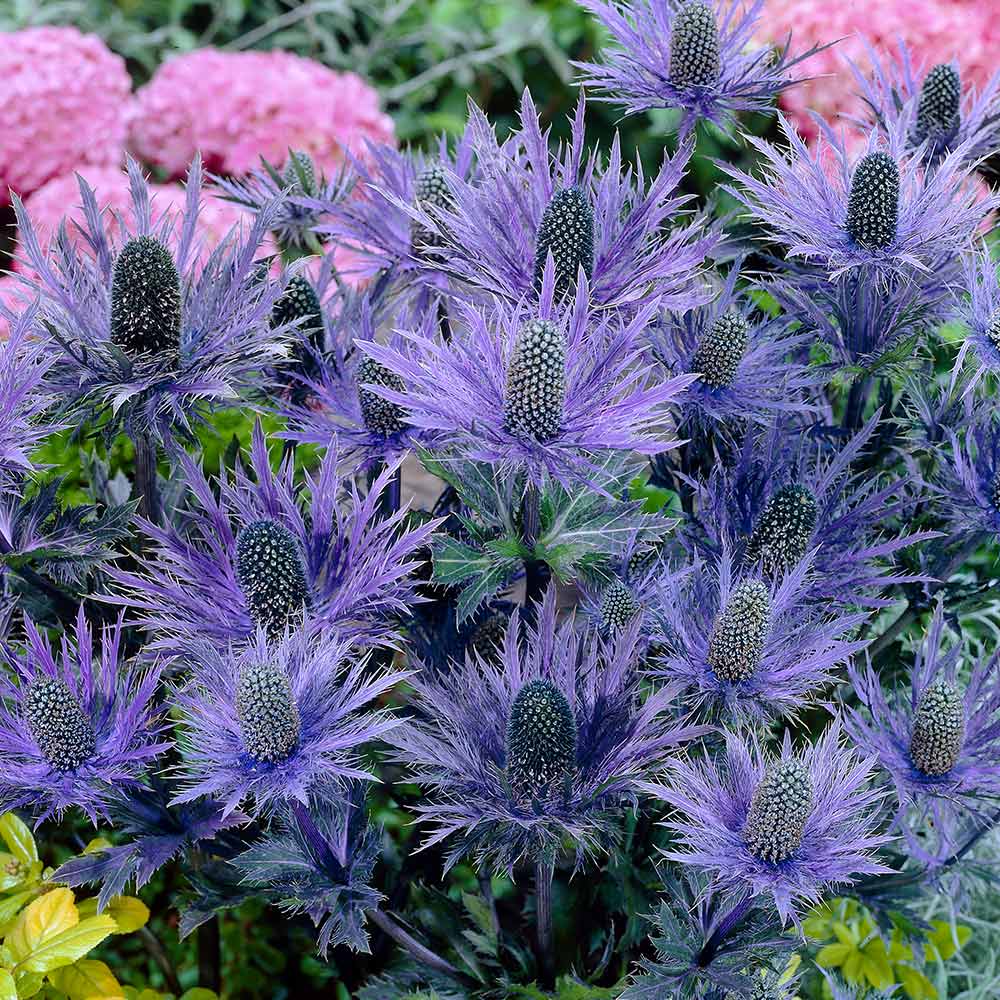 Eryngium Alpinum Blue Star