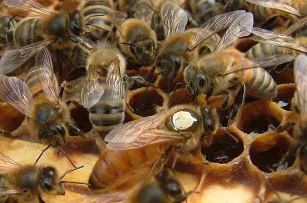 Бджоли бакфаст