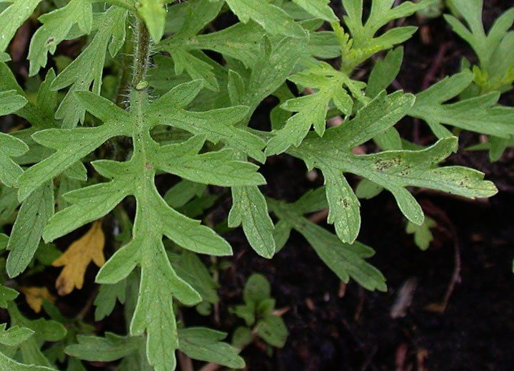 Ambrosia psilostachya. Карантинные растения