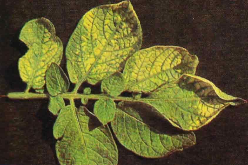 Хлороз на листьях картофеля