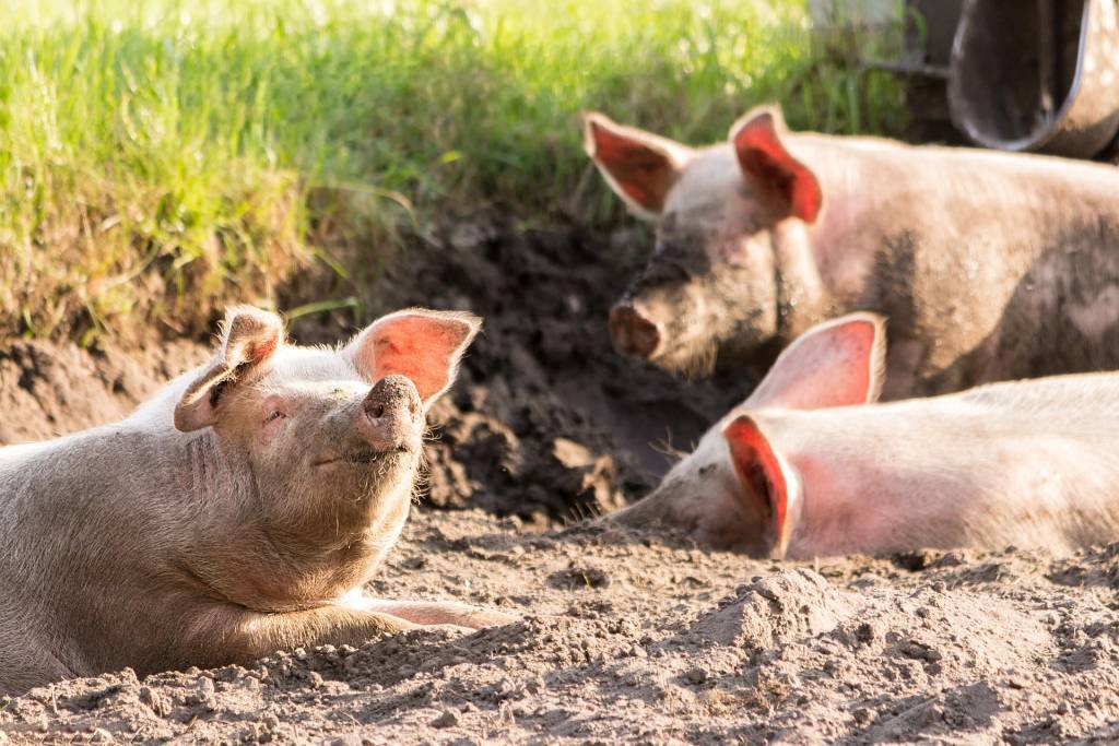 Через АЧС на Буковині знищуватимуть свиней