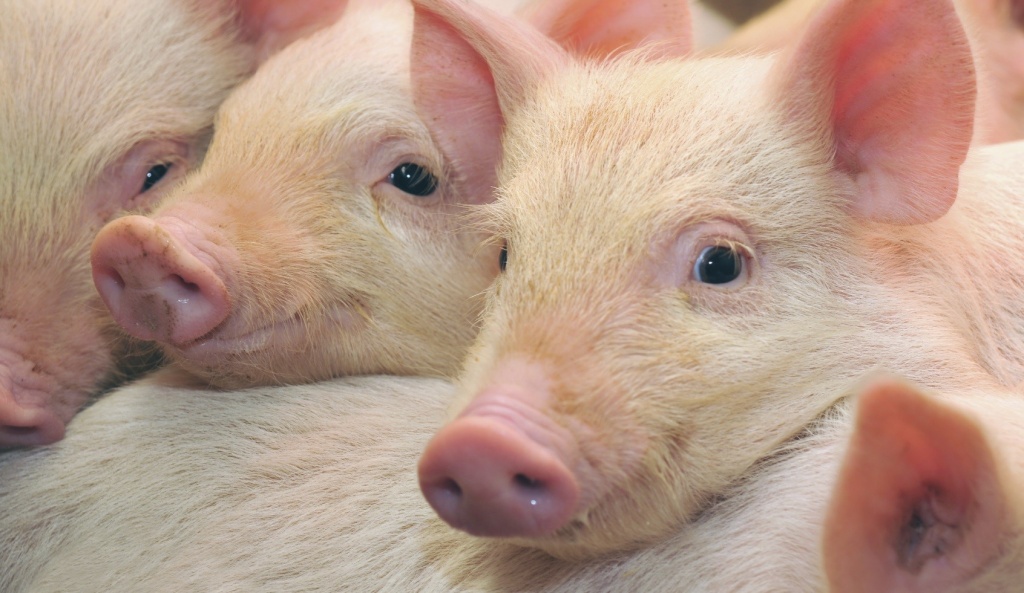 Вирощування свиней