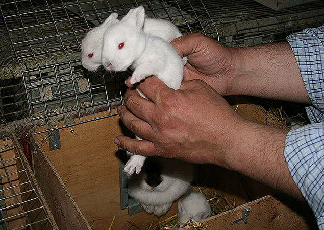 Двухнедельные крольчата