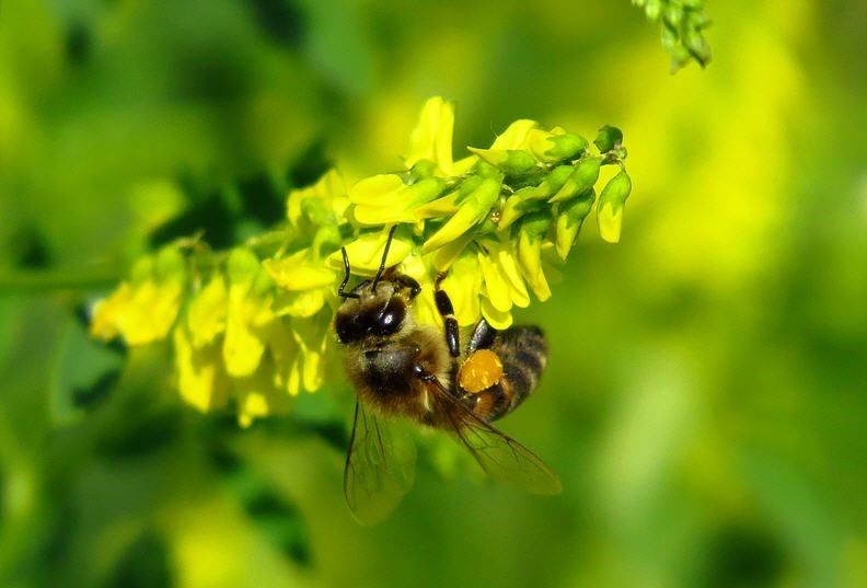 Пчела на доннике
