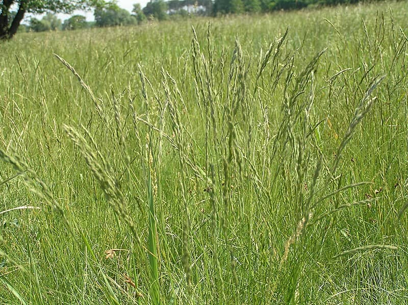 Festuca rupicola