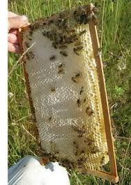 Бджоли лінії альпійка